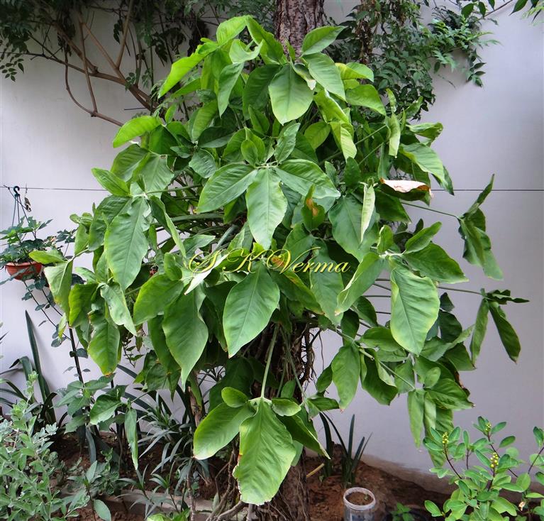  Plant with adult leaves